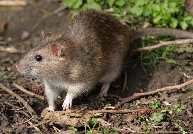 Meet the man who spread rats in Alexandra - ALEX REPORTER