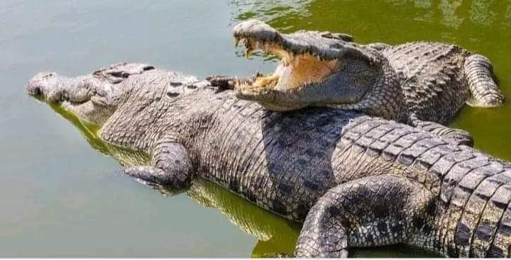 Prophet eaten by crocodiles while performing a baptism ceremony in a crocodile-infested river